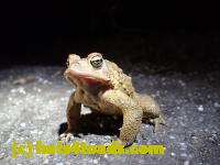 /home//u458753944/public_html/sourcegallery//Roxborough Toad Detour/2013-2019/2016/2016-03-31/P3310580.JPG